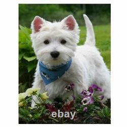 5D Westie Dog Diamond Painting Full Square Round Drill Embroidery Mosaic Home De